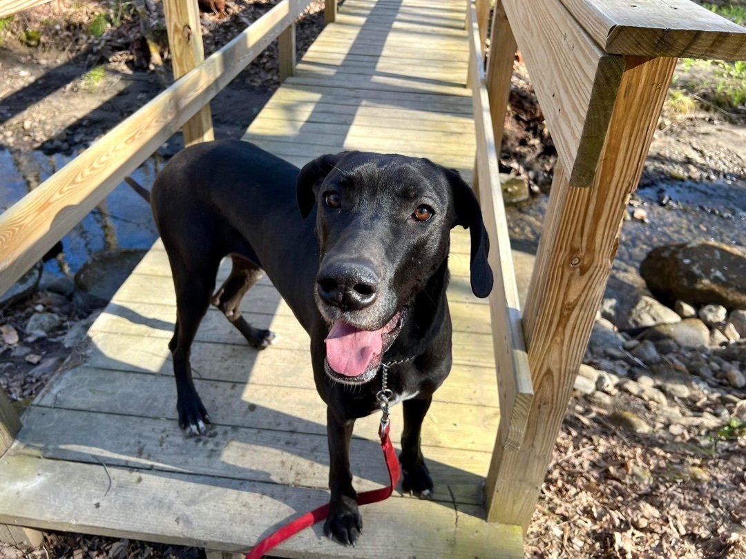 Daisy, Adopted, Adult Female Great Dane.