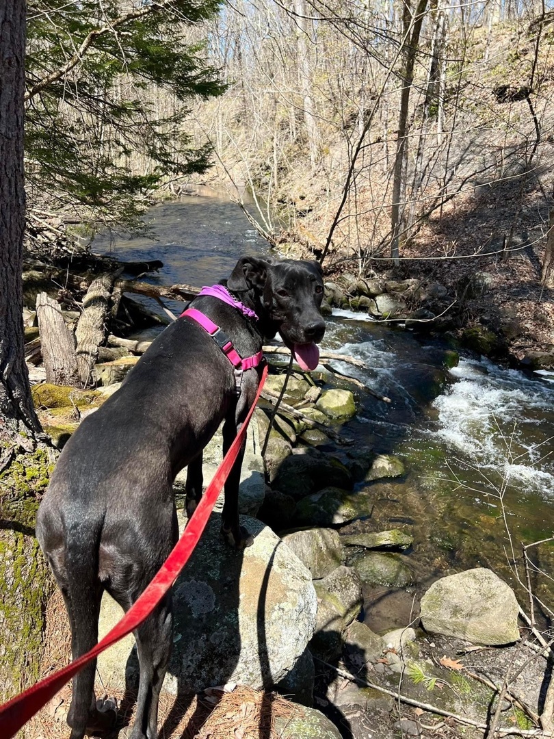 Daisy, Adopted, Adult Female Great Dane.