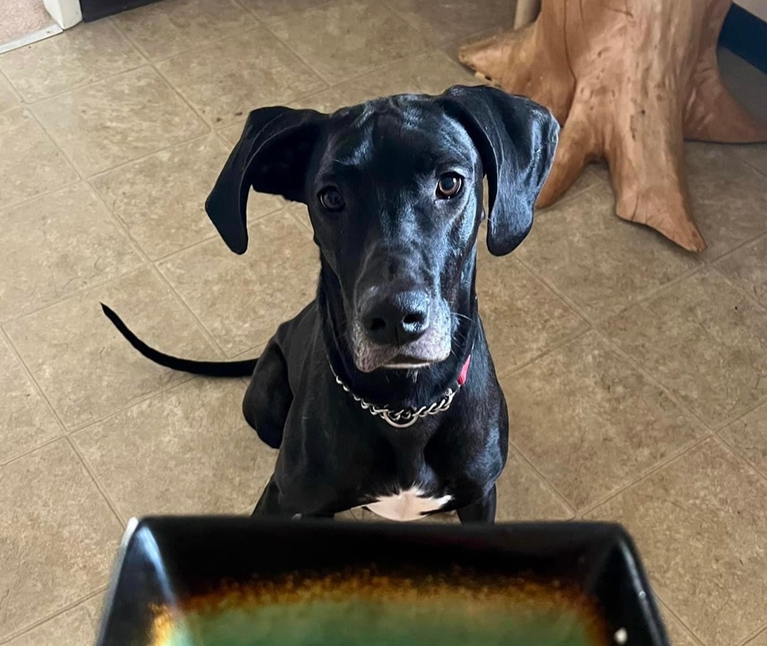 Enlarge Daisy, a Adopted Great Dane in Waterford, NY image 5/12