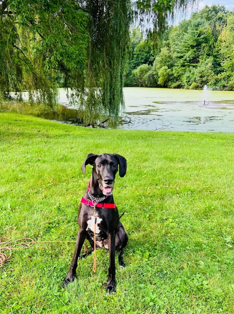 Enlarge Daisy, a Adopted Great Dane in Waterford, NY image 6/12