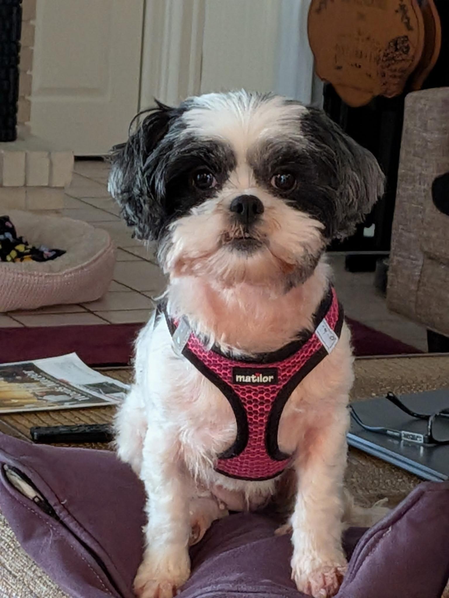 Susie, ADOPTABLE, Adult Female Shih Tzu.