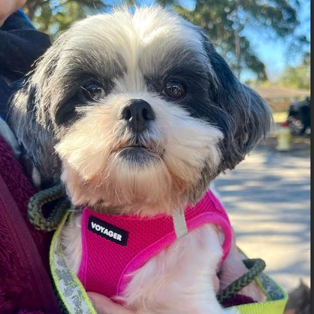Enlarge Susie, a ADOPTABLE Shih Tzu in Palm Harbor, FL image 2/2