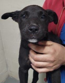 Buster, Adopted, Puppy Male Labrador Retriever & Belgian Shepherd / Malinois.