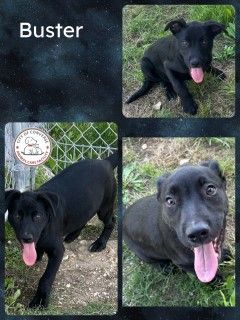 Enlarge Buster, a Adopted mixed breed in Converse, TX image 2/2