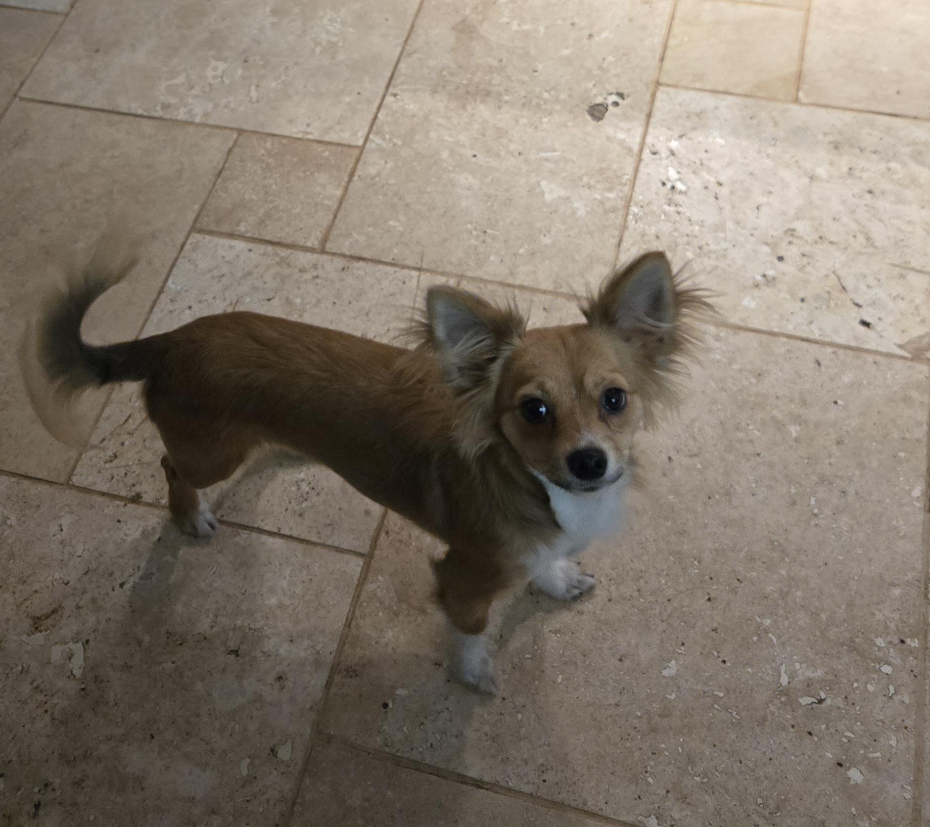 Thyme, an adopted mixed breed in Suffolk, VA image 3/3