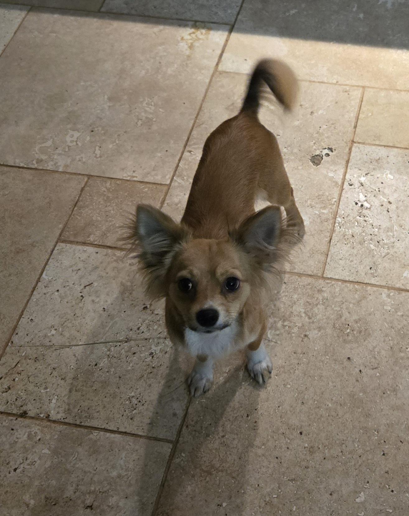 Thyme, adopted, Young Female Papillon & Chihuahua.