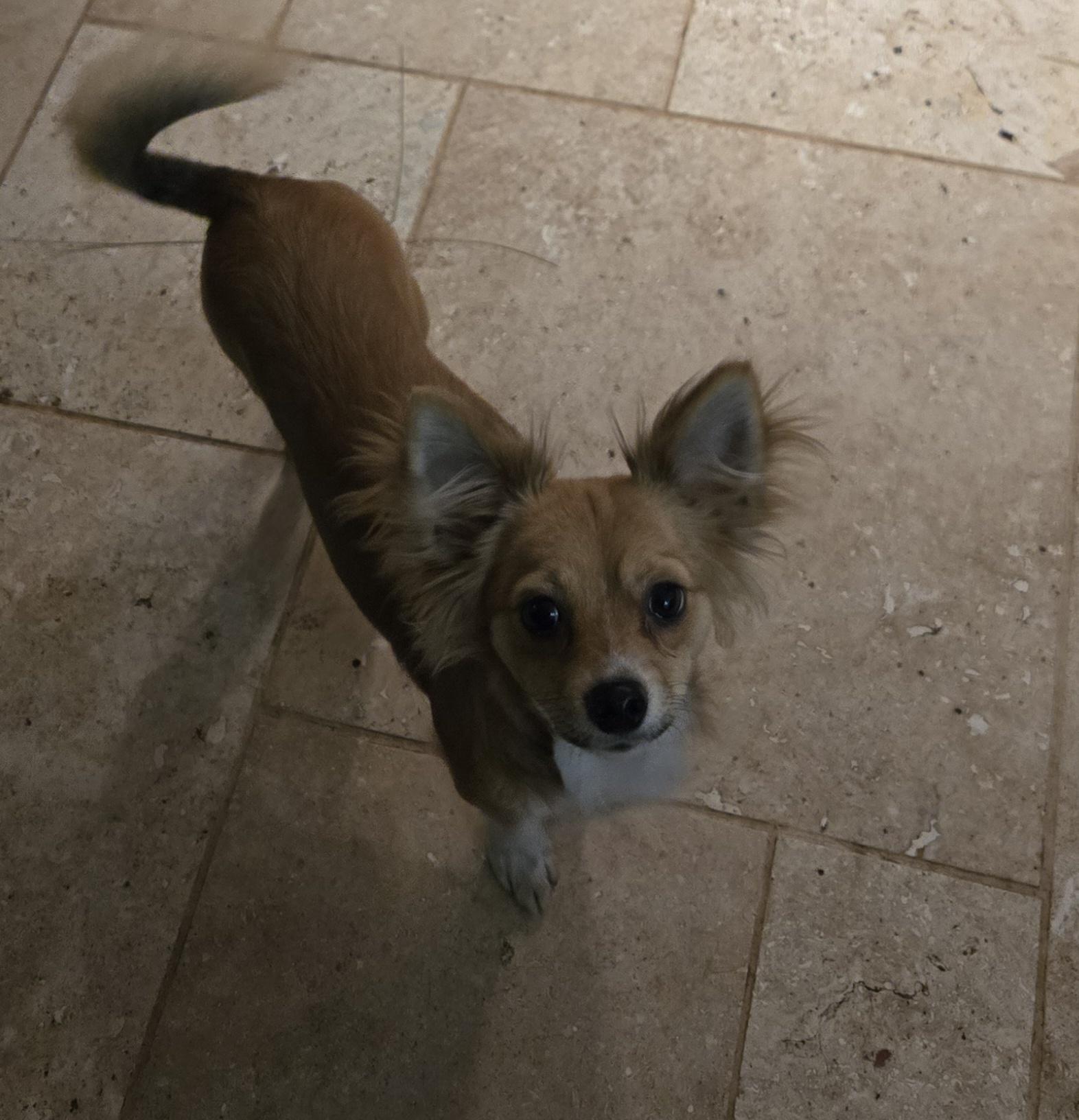Thyme, an adopted mixed breed in Suffolk, VA image 2/3