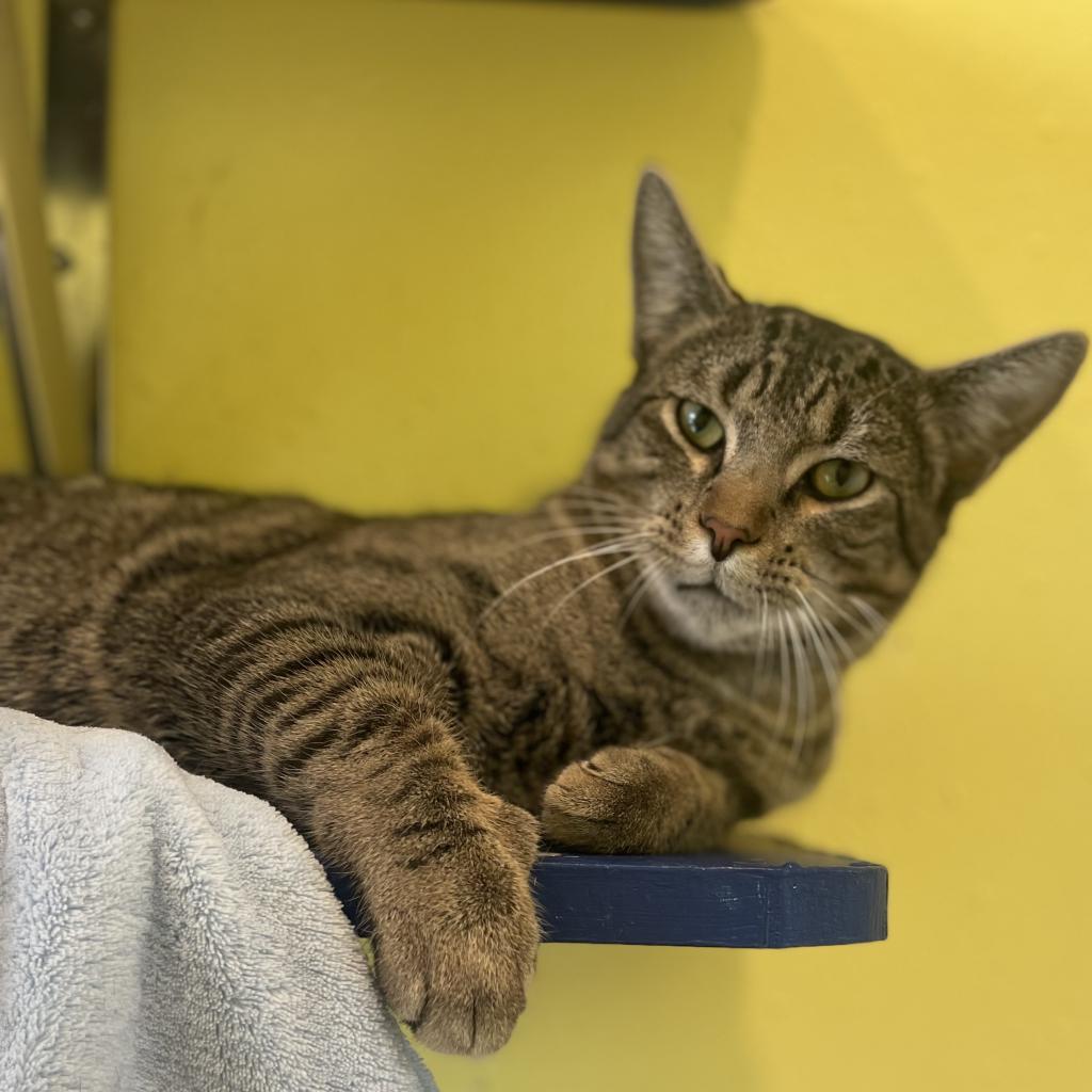 Enlarge Tiny Tim, a Adoptable Domestic Short Hair in West Des Moines, IA image 1/5