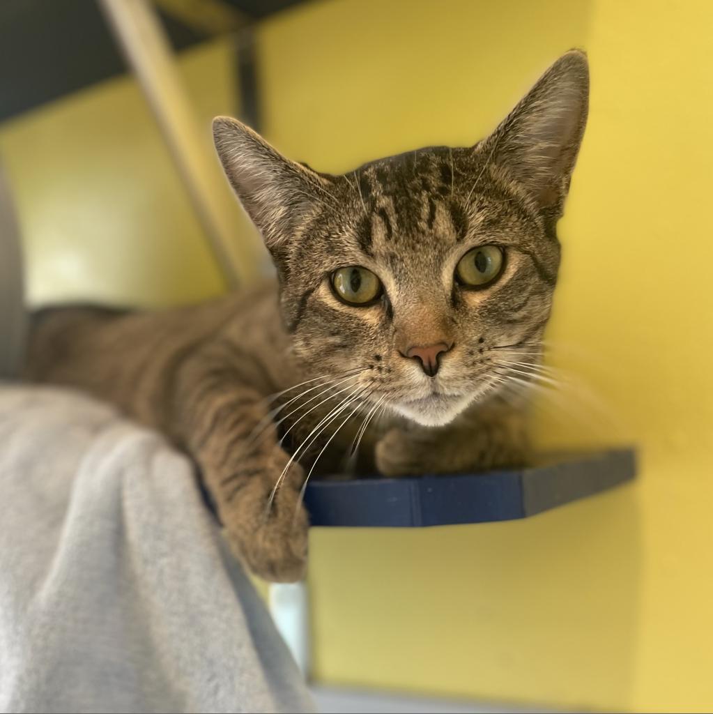 Enlarge Tiny Tim, a Adoptable Domestic Short Hair in West Des Moines, IA image 2/5