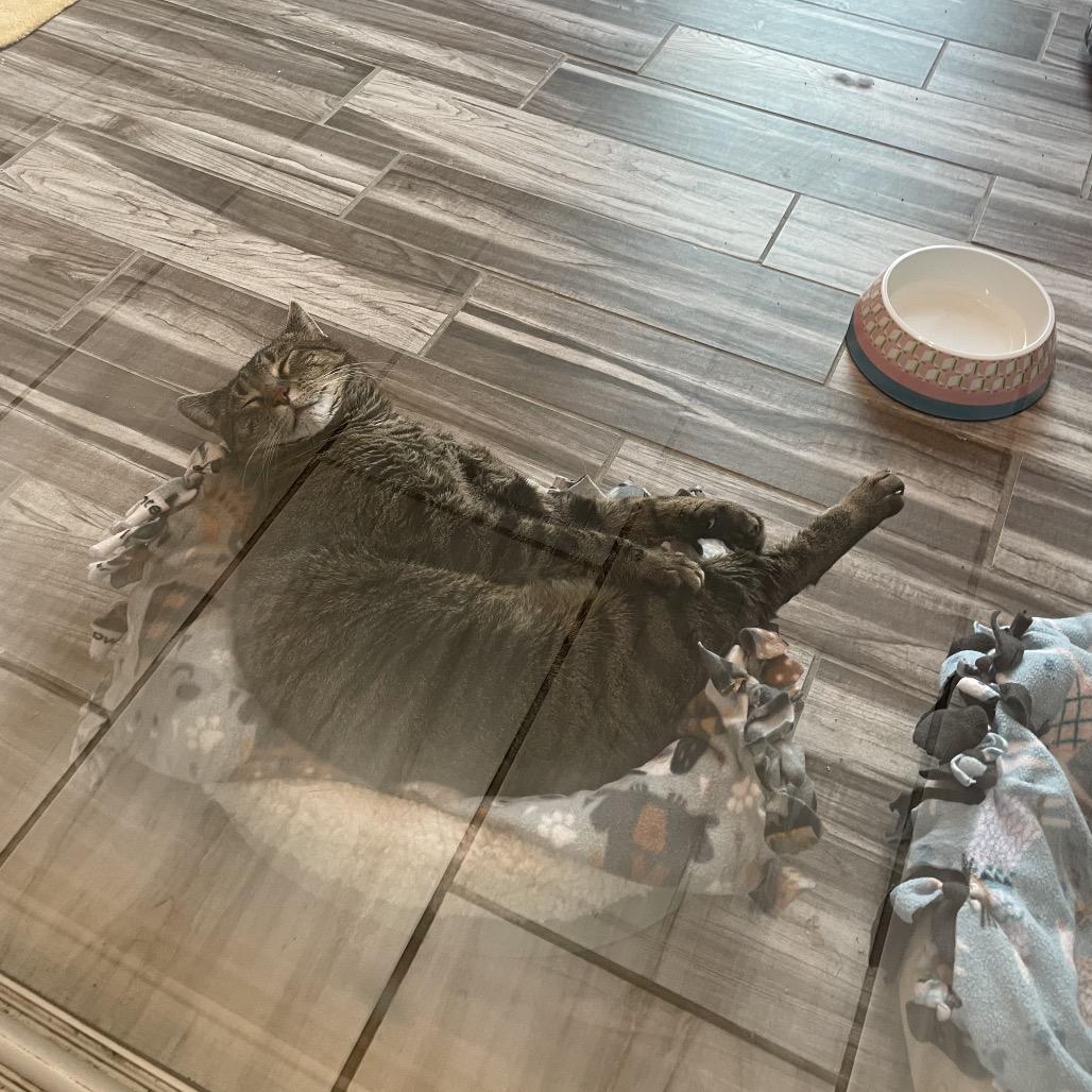 Enlarge Tiny Tim, a Adoptable Domestic Short Hair in West Des Moines, IA image 3/5