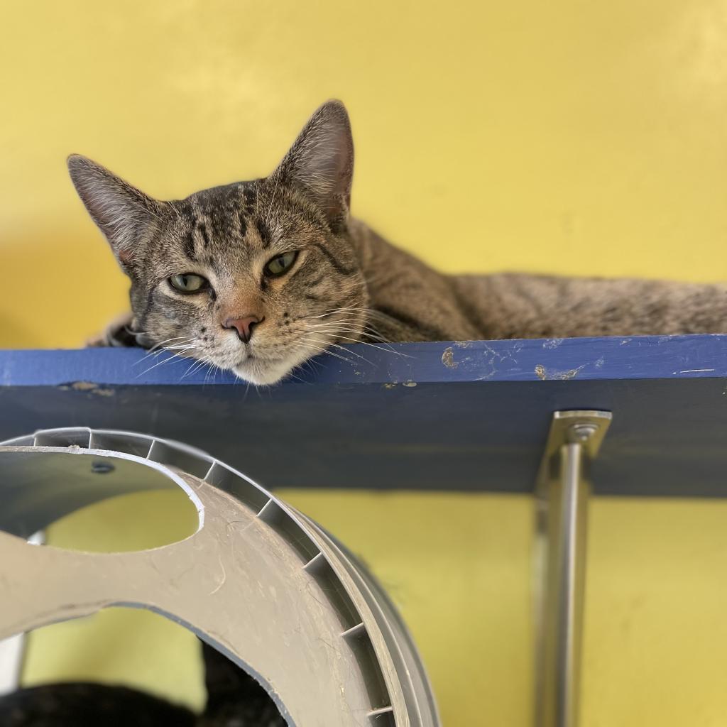 Enlarge Tiny Tim, a Adoptable Domestic Short Hair in West Des Moines, IA image 4/5