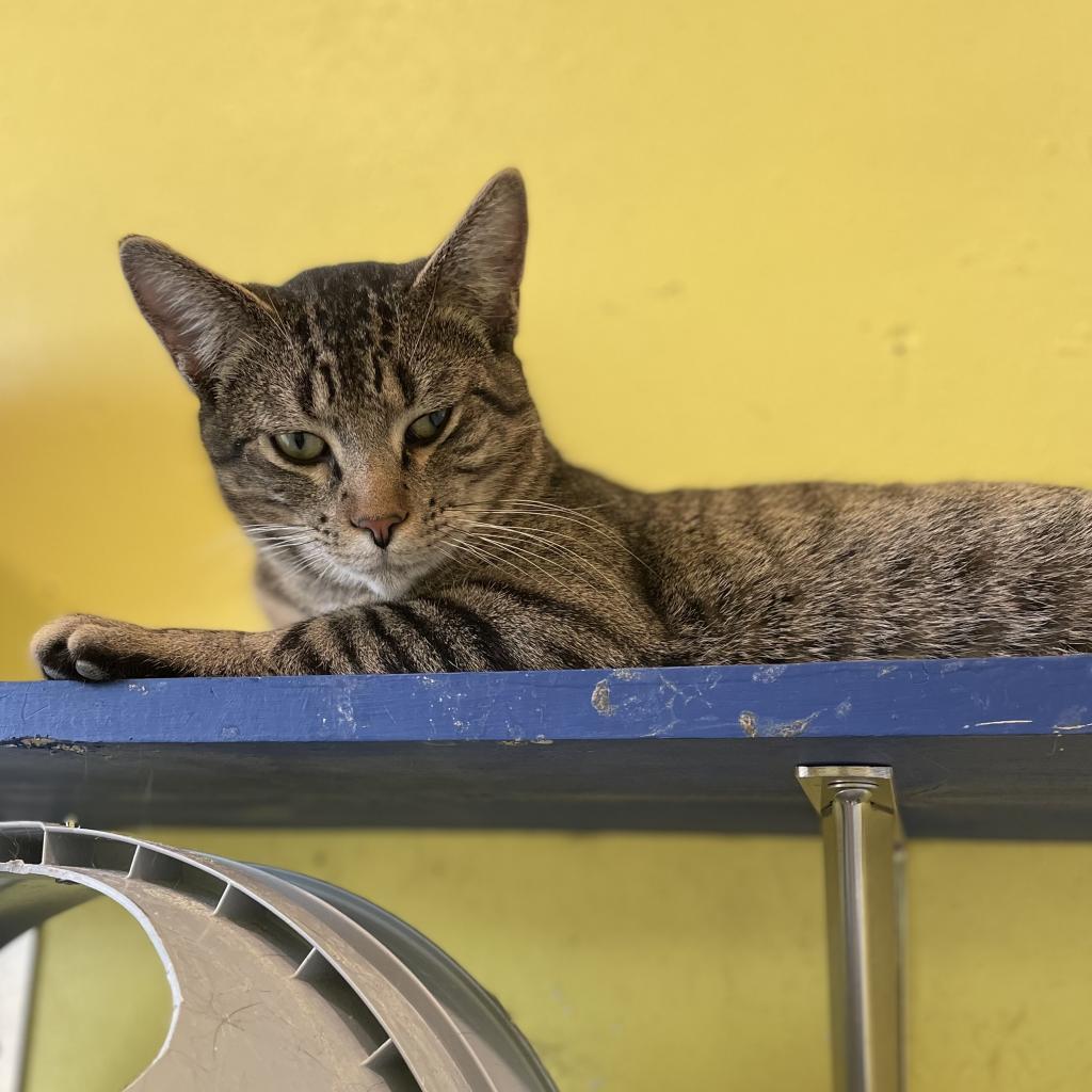 Enlarge Tiny Tim, a Adoptable Domestic Short Hair in West Des Moines, IA image 5/5