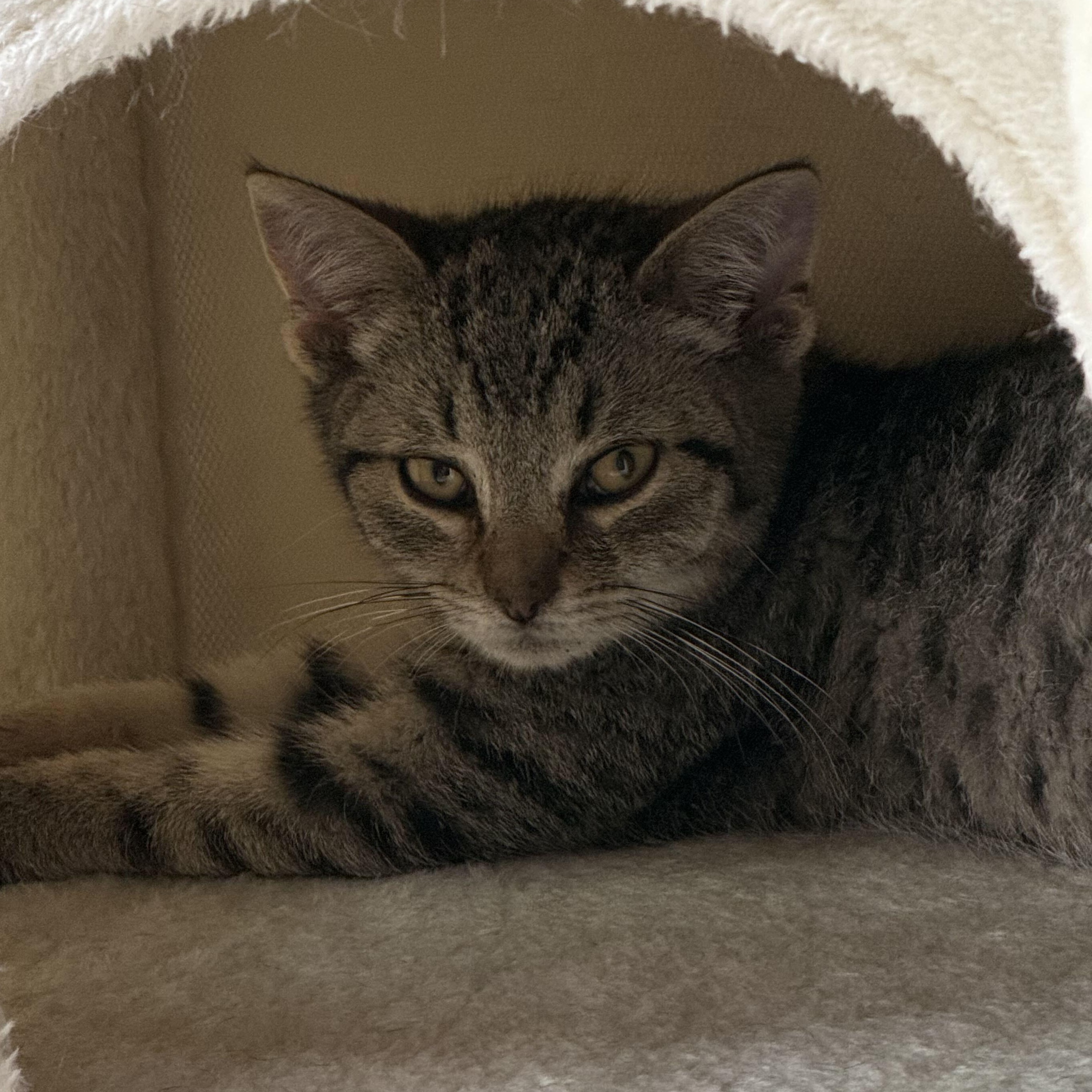 Sammy, a Adoptable mixed breed in East Amherst, NY image 4/6
