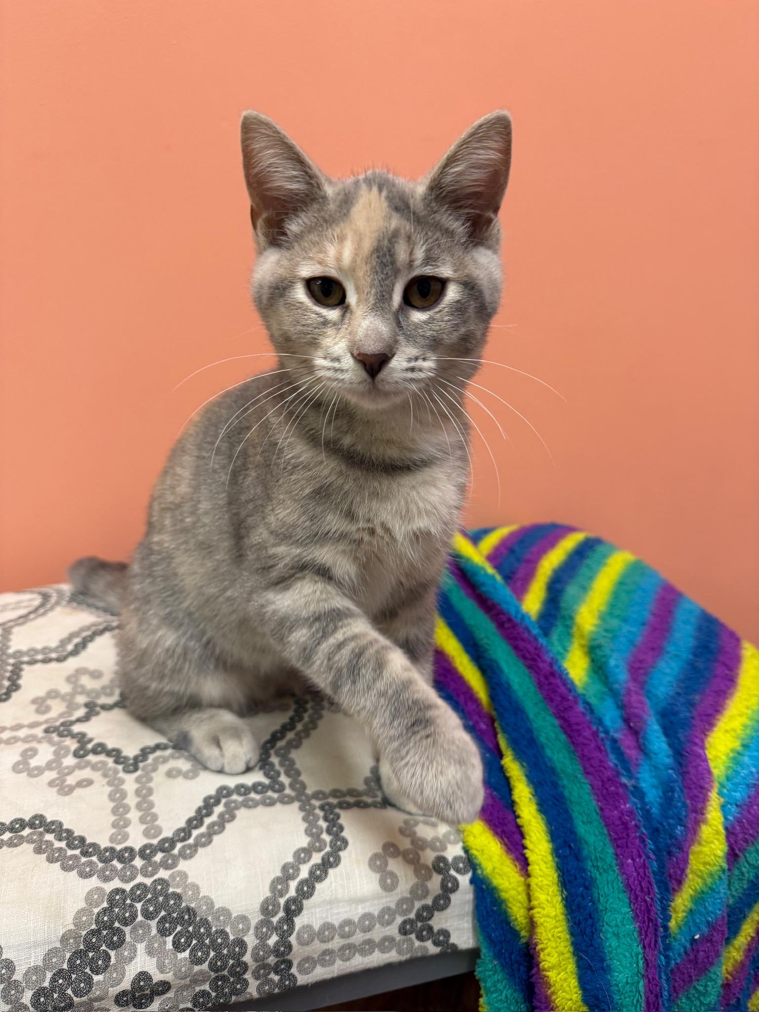 Willow, Adopted, Kitten Female Domestic Short Hair.