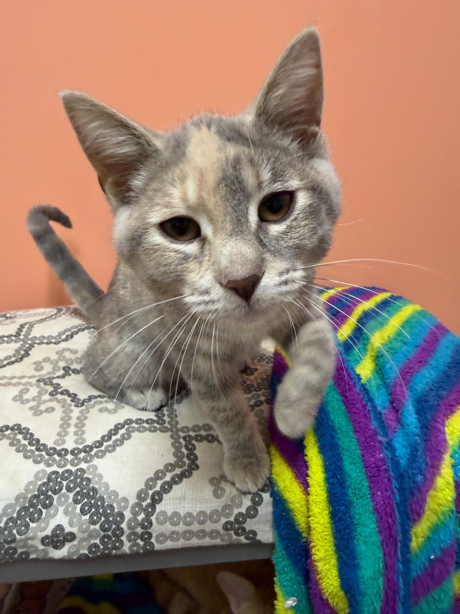Enlarge Willow, a Adopted Domestic Short Hair in Hartville, OH image 2/3