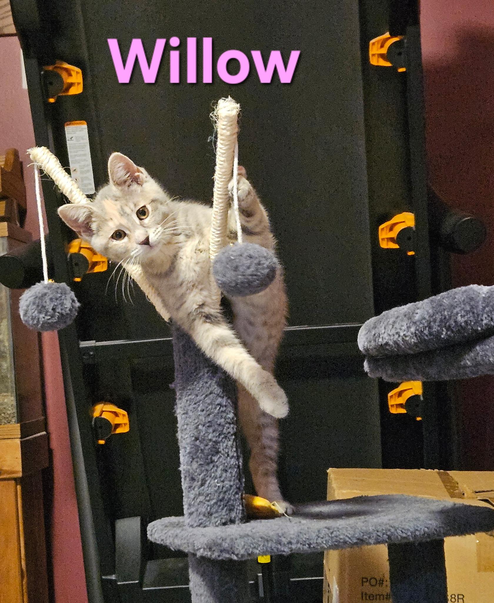 Enlarge Willow, a Adopted Domestic Short Hair in Hartville, OH image 3/3