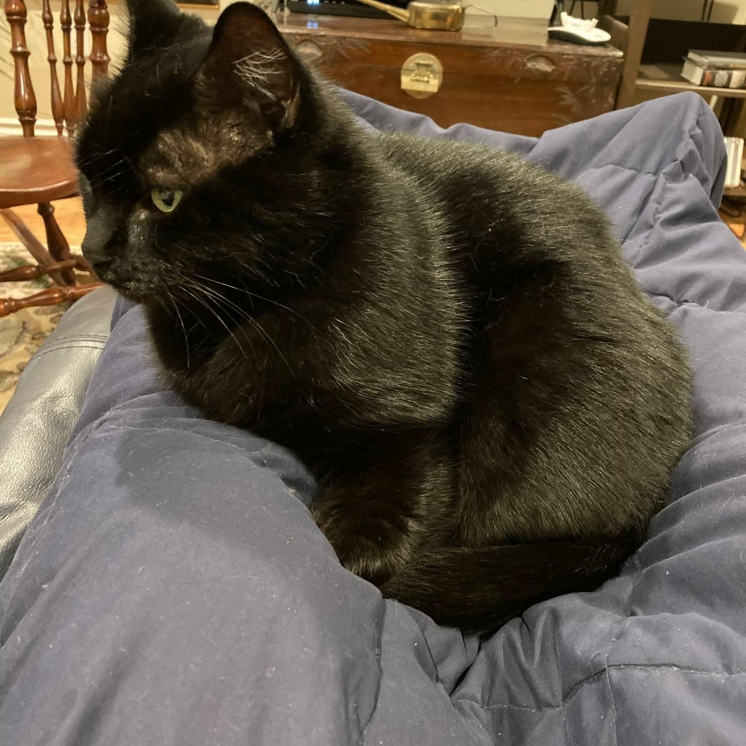 Smudge, a Adoptable Domestic Short Hair in Gladstone, OR image 1/5