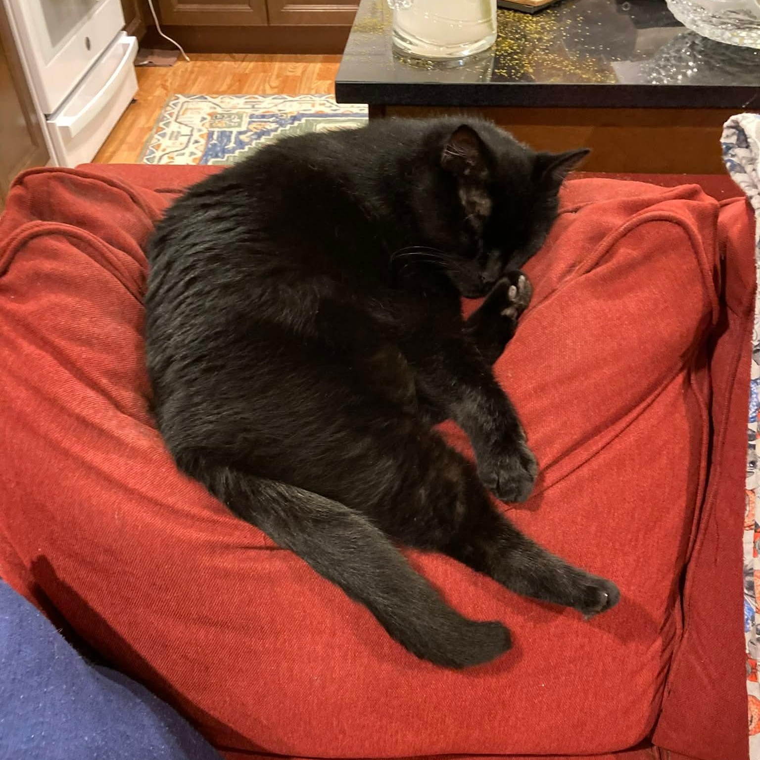 Smudge, Adoptable, Adult Male Domestic Short Hair.