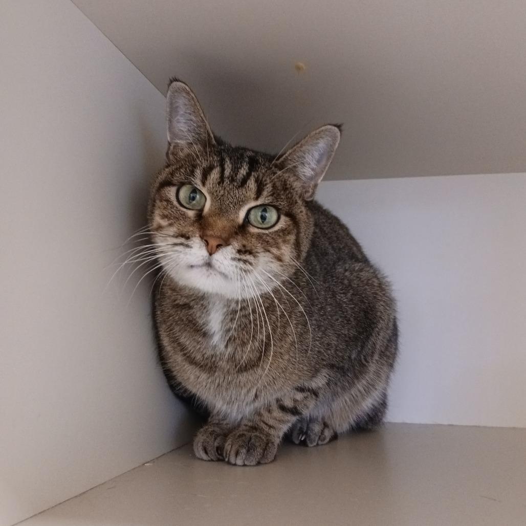 Snoop, a Adoptable Domestic Short Hair in Cody, WY image 1/4