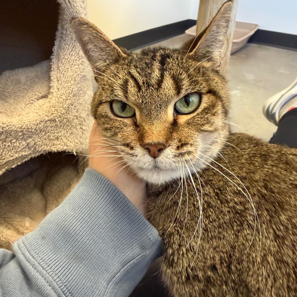 Snoop, a Adoptable Domestic Short Hair in Cody, WY image 3/4