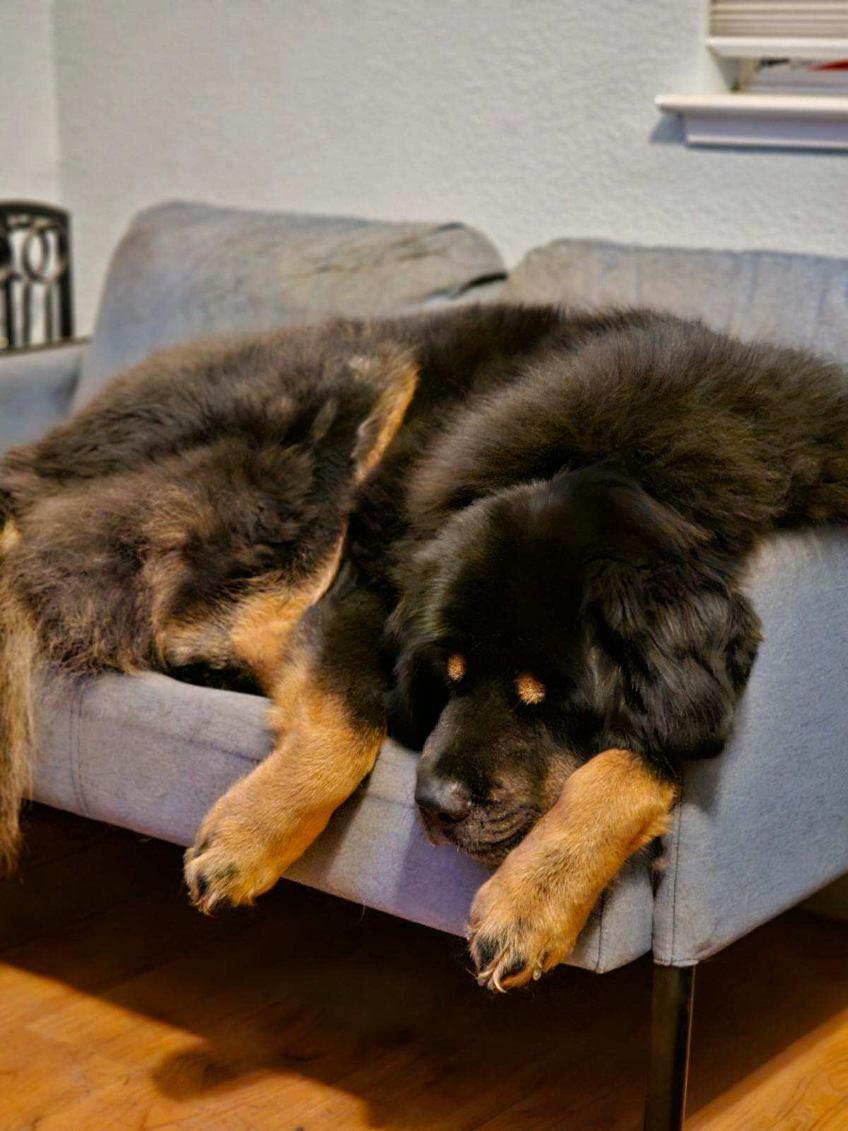 Enlarge APPA, a Adoptable Tibetan Mastiff in Los Angeles, CA image 3/6