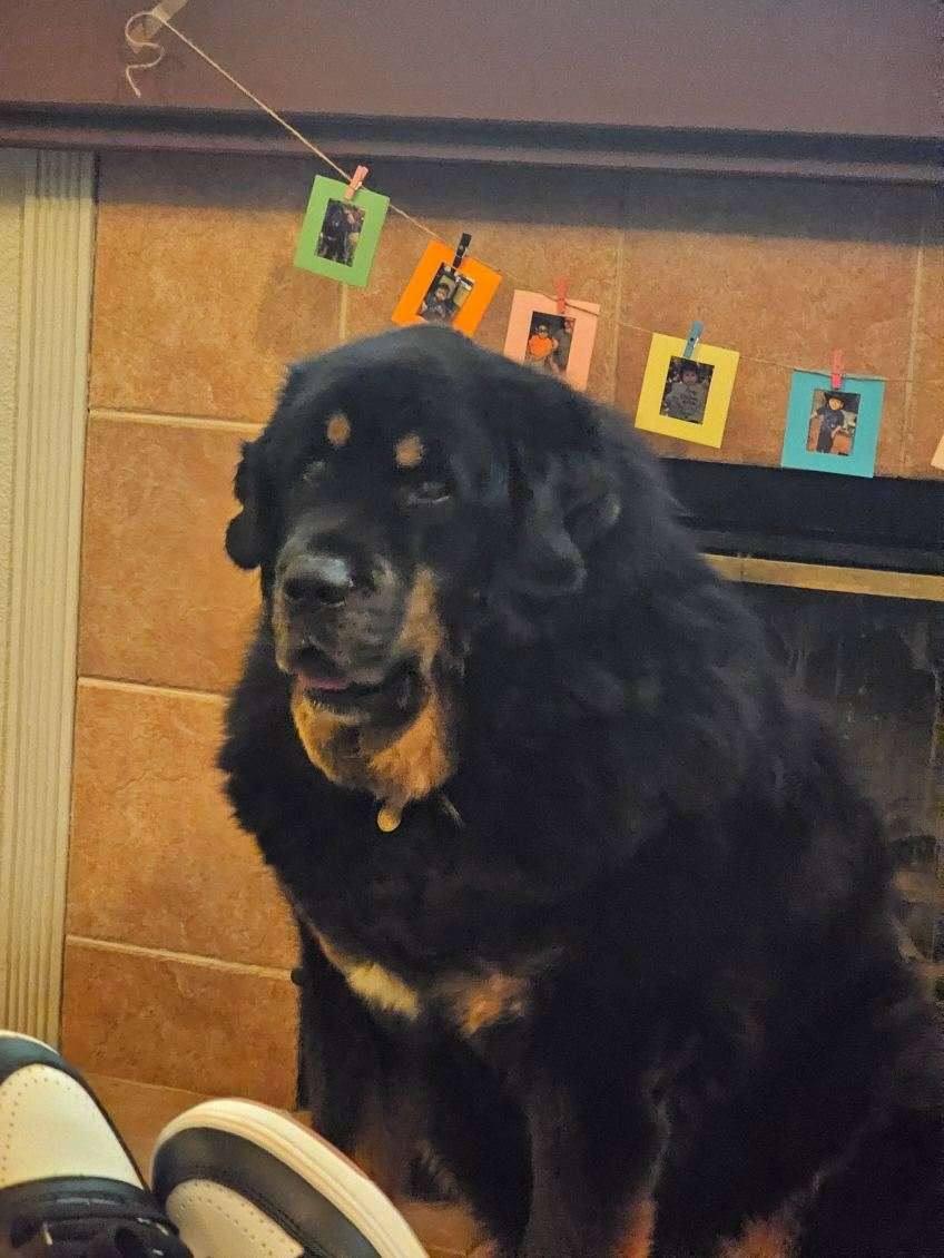 APPA, a Adoptable Tibetan Mastiff in Los Angeles, CA image 1/5