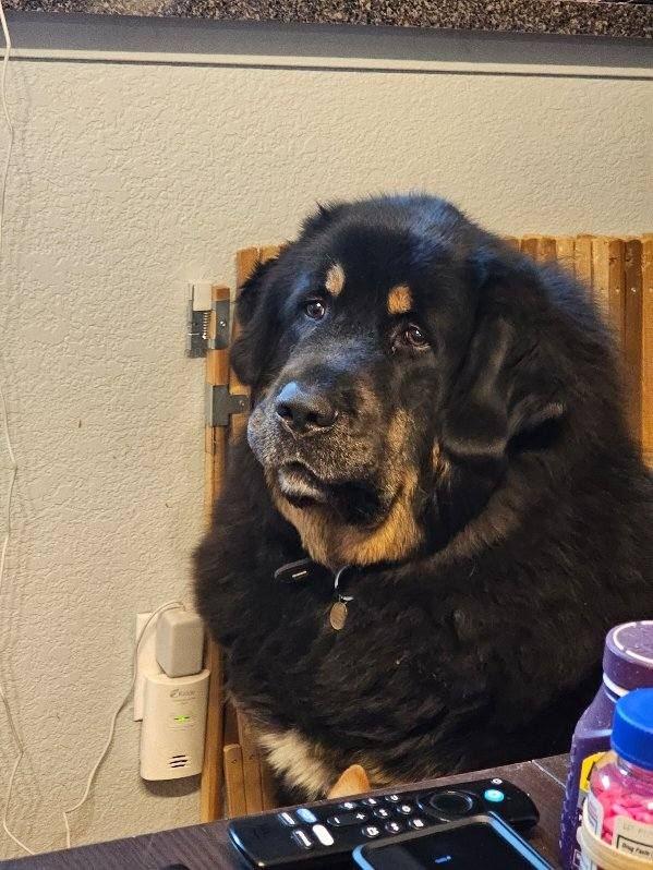 Enlarge APPA, a Adoptable Tibetan Mastiff in Los Angeles, CA image 4/6