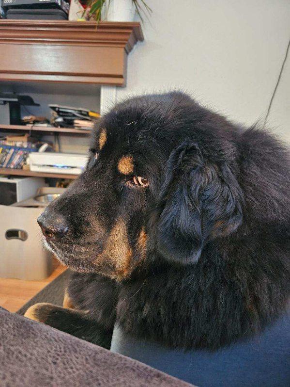 Enlarge APPA, a Adoptable Tibetan Mastiff in Los Angeles, CA image 5/6