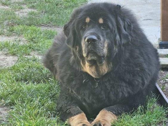 Enlarge APPA, a Adoptable Tibetan Mastiff in Los Angeles, CA image 6/6