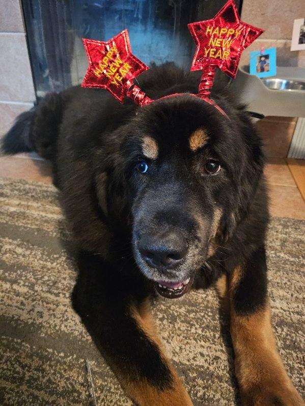 APPA, a Adoptable Tibetan Mastiff in Los Angeles, CA image 2/5