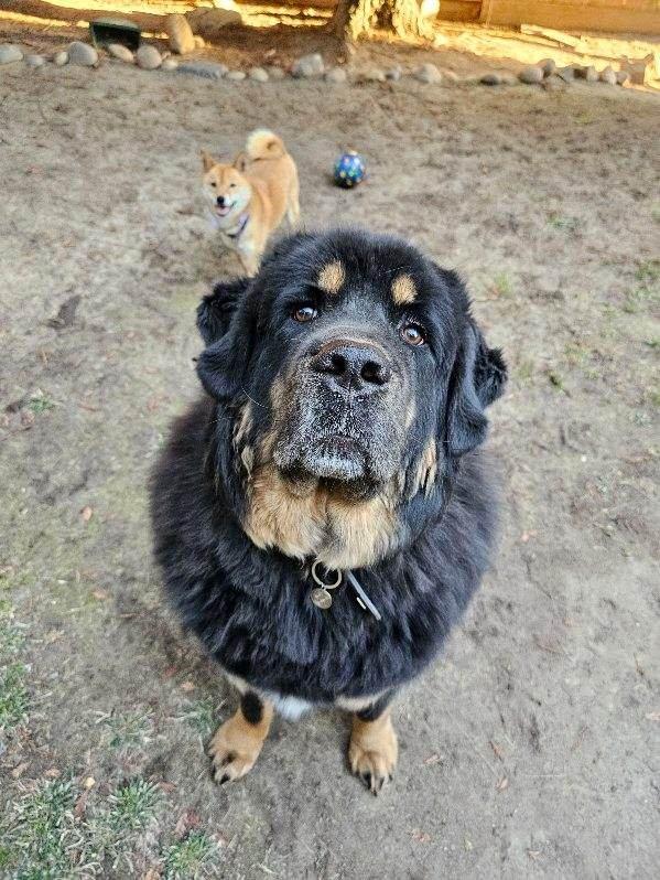 APPA, a Adoptable Tibetan Mastiff in Los Angeles, CA image 3/5