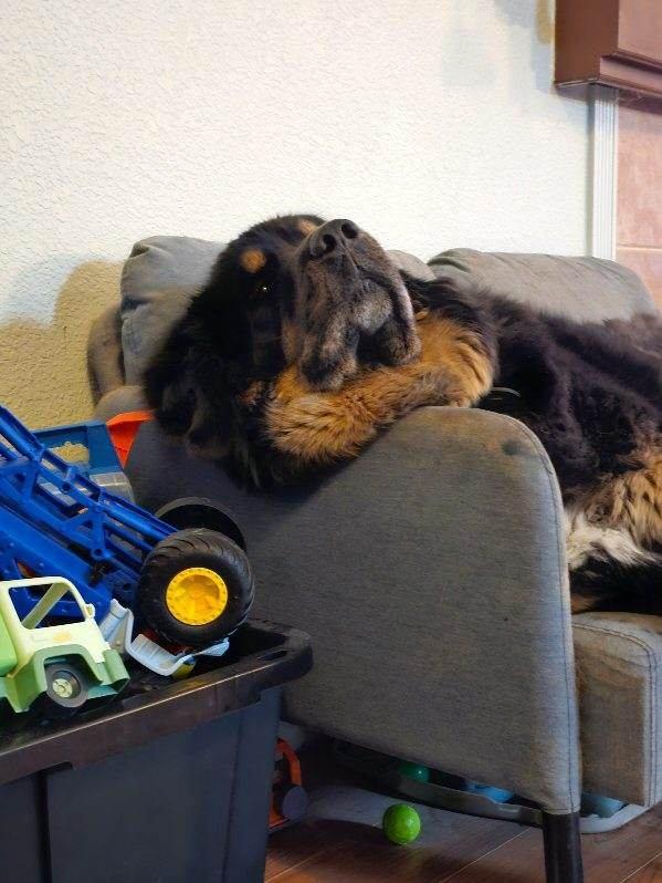 APPA, a Adoptable Tibetan Mastiff in Los Angeles, CA image 5/5