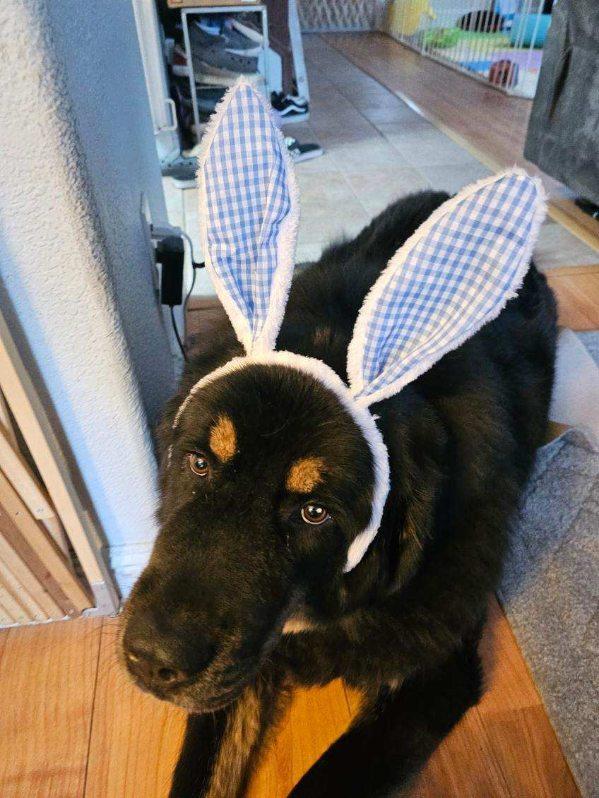 Enlarge APPA, a Adoptable Tibetan Mastiff in Los Angeles, CA image 2/6