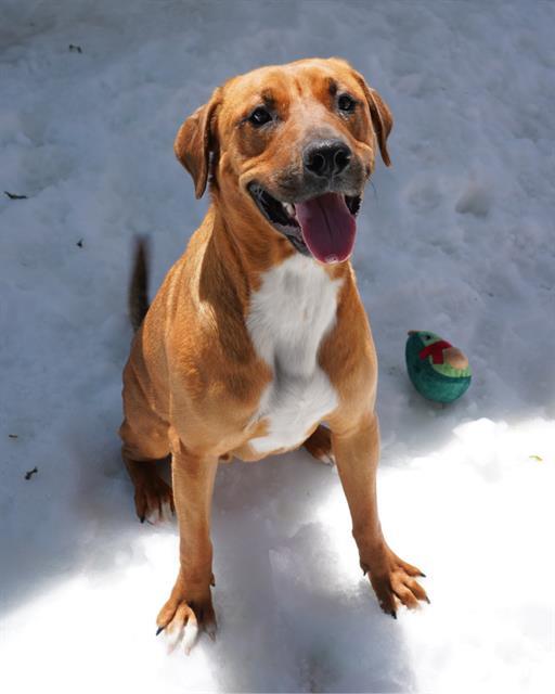 Enlarge CHILI, a Adoptable mixed breed in Chula Vista, CA image 1/1