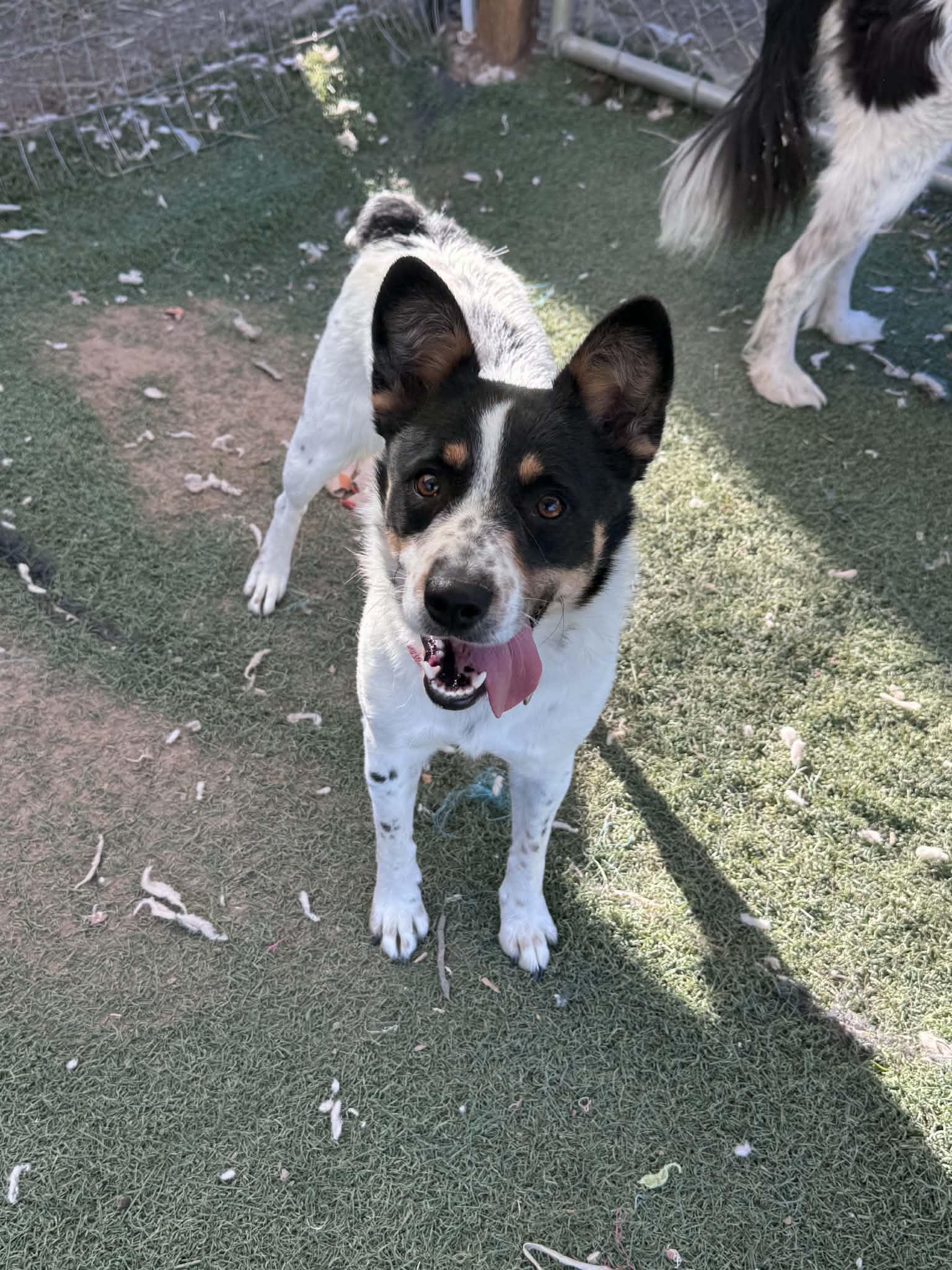Jitterbug, Adoptable, Young Female Australian Cattle Dog / Blue Heeler & Border Collie.