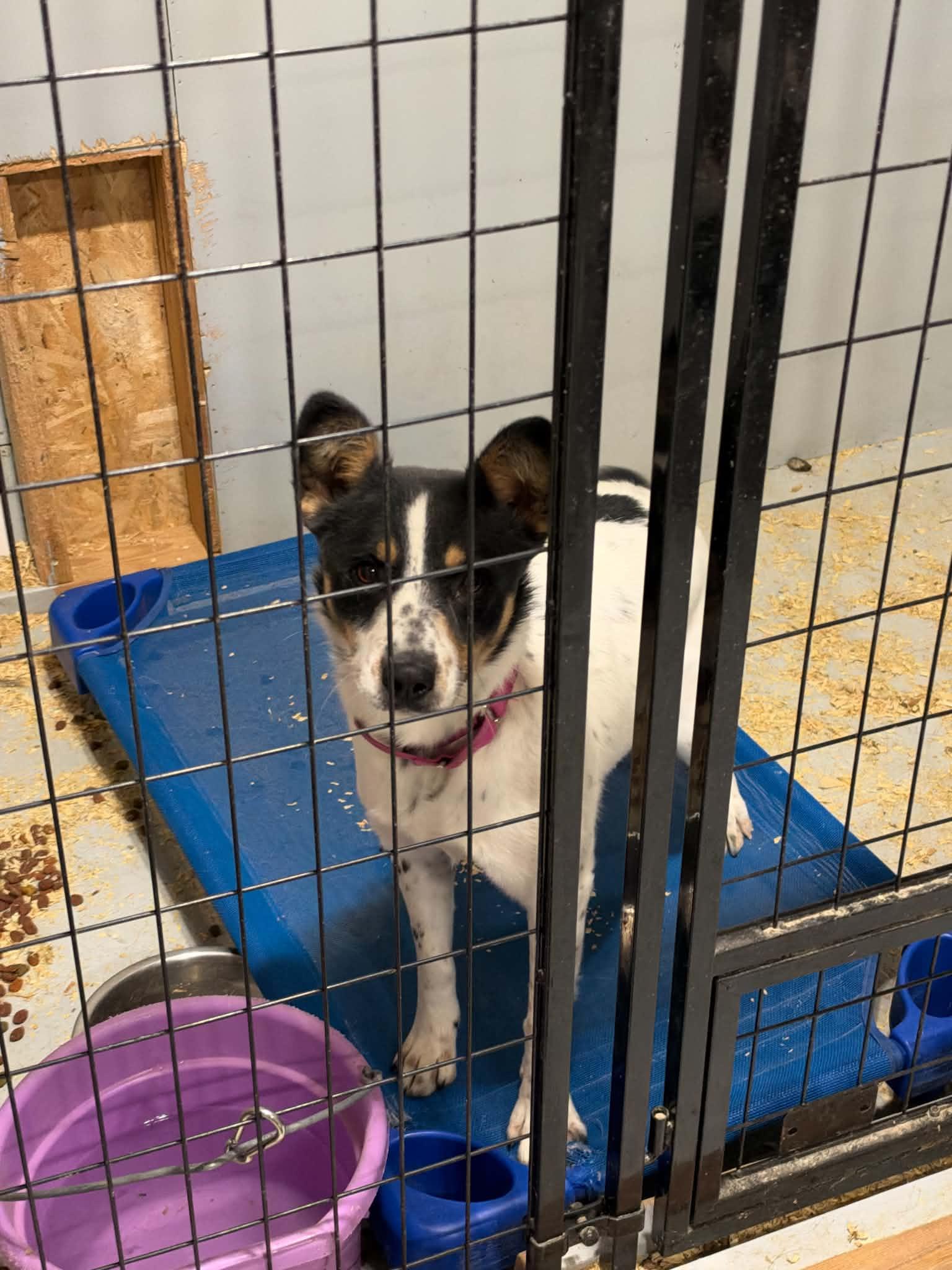 Enlarge Jitterbug, a Adoptable mixed breed in Bend, OR image 2/3