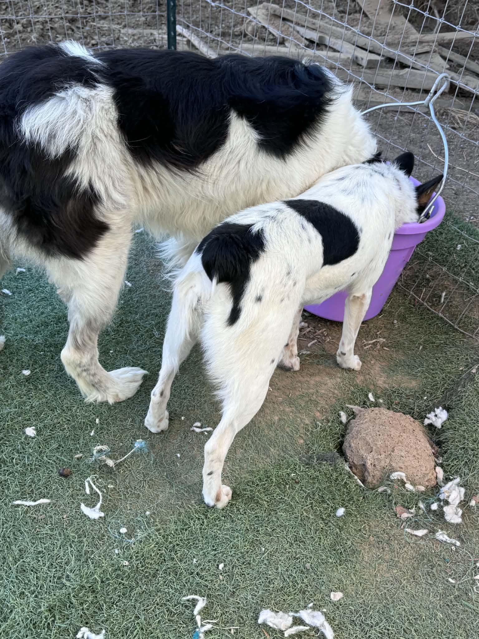 Enlarge Jitterbug, a Adoptable mixed breed in Bend, OR image 3/3