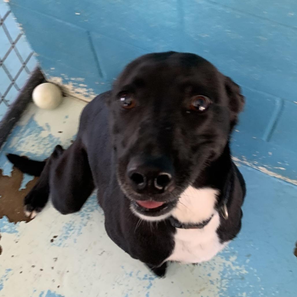 Raven, a Adoptable Labrador Retriever in Hearne, TX image 1/2