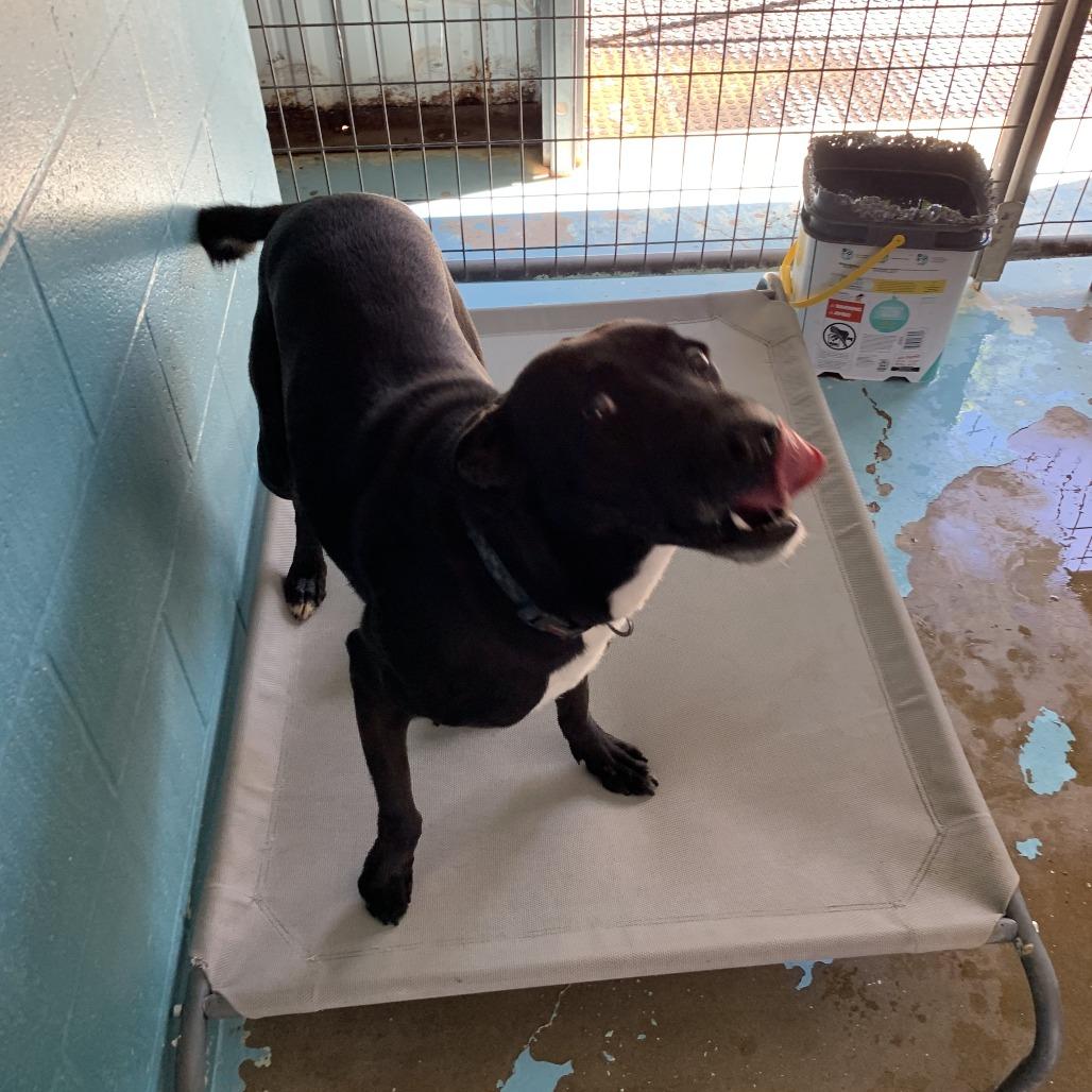 Raven, a Adoptable Labrador Retriever in Hearne, TX image 2/2
