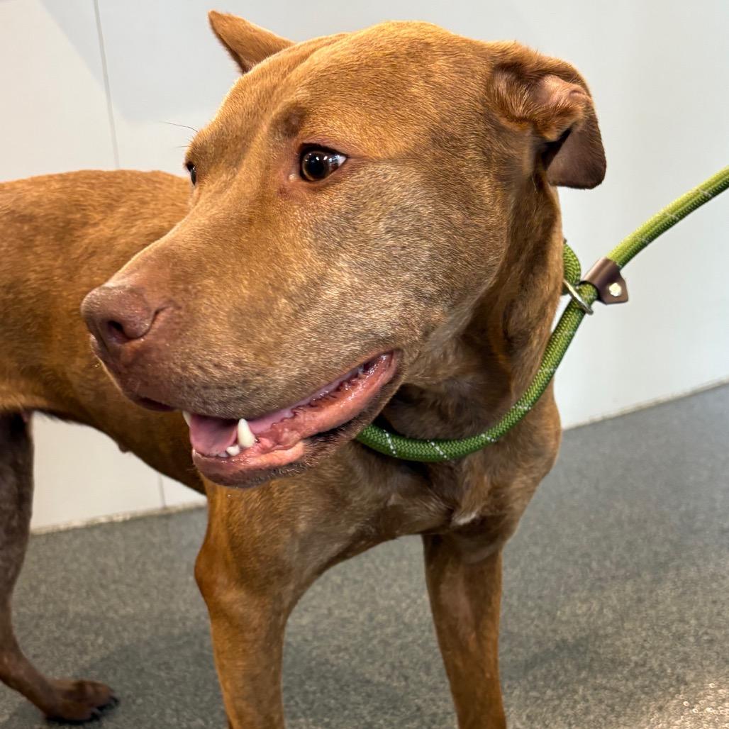 Enlarge Toodee, a Adoptable Mixed Breed in Allentown, PA image 1/3