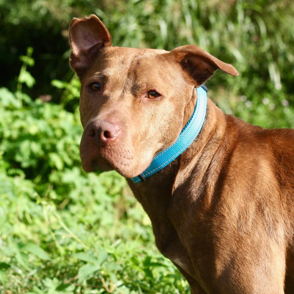 Enlarge Toodee, a Adoptable Mixed Breed in Allentown, PA image 2/3