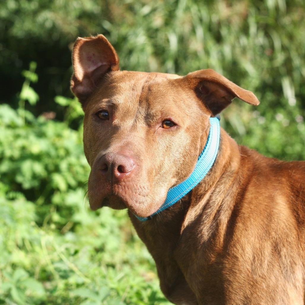 Enlarge Toodee, a Adoptable Mixed Breed in Allentown, PA image 3/3