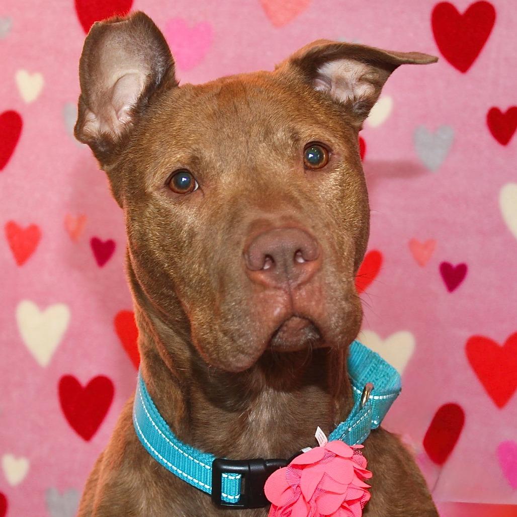 Toodee, a Adoptable Mixed Breed in Allentown, PA image 5/5