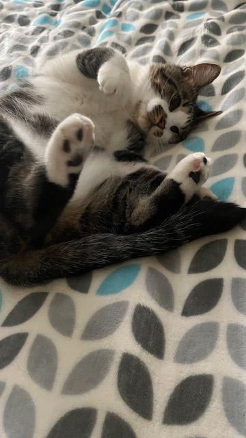 Finn - The Entertainer