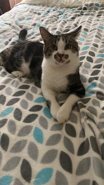 Finn - The Entertainer, Adoptable, Adult Male Domestic Short Hair.