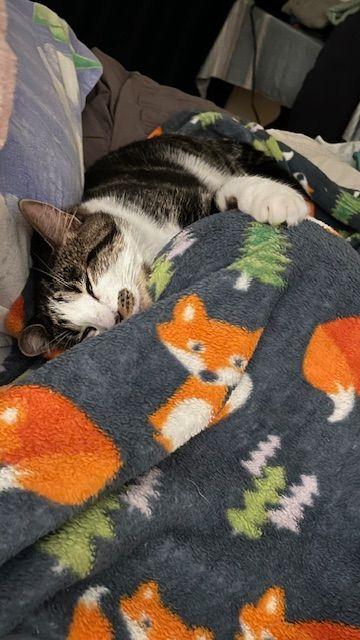 Finn - The Entertainer, a Adoptable Domestic Short Hair in Roseville, MN image 2/6