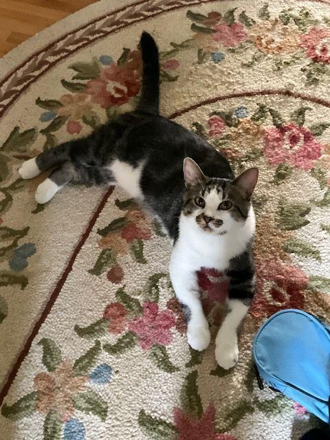 Finn - The Entertainer, a Adoptable Domestic Short Hair in Roseville, MN image 5/6