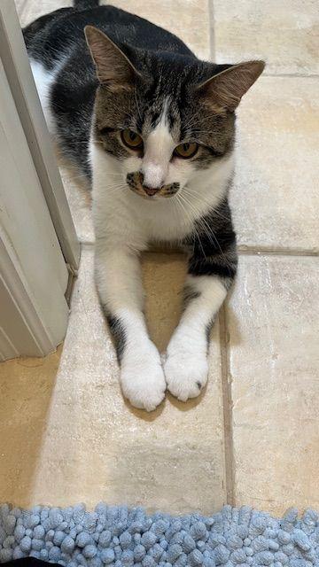 Finn - The Entertainer, a Adoptable Domestic Short Hair in Roseville, MN image 6/6