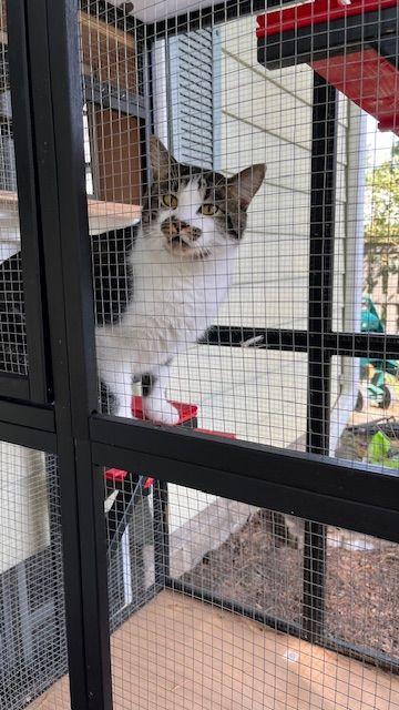 Finn - The Entertainer, a Adoptable Domestic Short Hair in Roseville, MN image 1/6