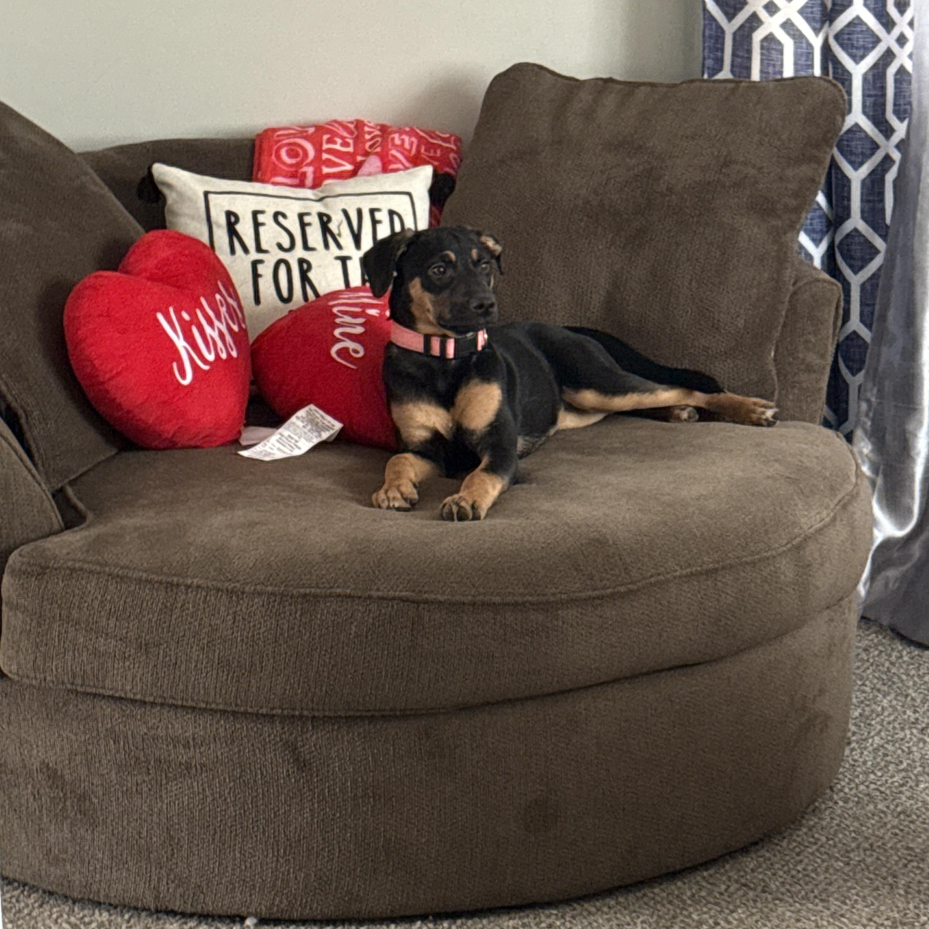 Enlarge Lili , a ADOPTABLE mixed breed in Northlake, IL image 1/4